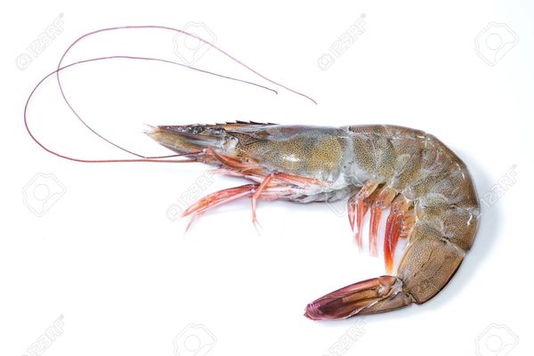 White Led shirmp & Giant Tiger prawn from 베트남 supplied by Saigontradex - Medium Quality 냉동 새우