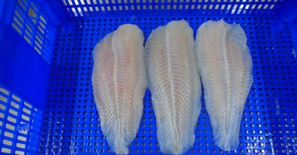Frozen Pangasius Fillet Well-trimmed, Whatsapp +84.907956597 from 베트남 supplied by TH Foodstuff Company - 기타 수산물 가공품