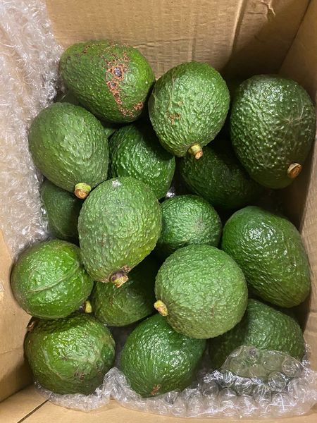 Avocado hass from 베트남 supplied by DK PHARMA - 크기: 20-22 신선 아보카도