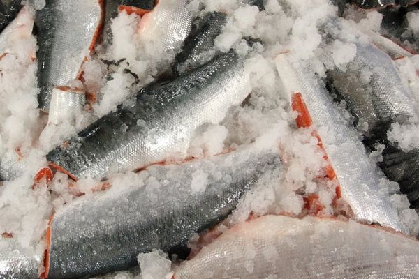 Fresh Sockeye Salmon from 미국 supplied by Leader Creek Fisheries - Fillet 연어