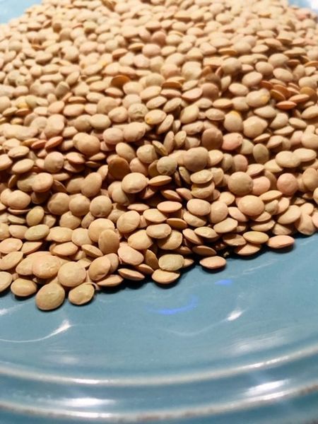 Lentil from 영국 supplied by Maviga Europe Ltd - 레드 렌틸 말린 렌틸