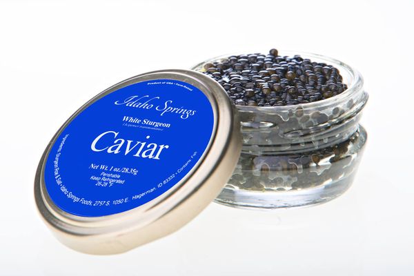 White Sturgeon Caviar from 미국 supplied by Idaho Springs Foods, LLC - White Sturgeon (=Acipenser Transmontanus) 캐비아