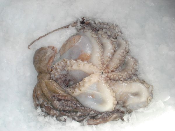 OCTOPUS from Portugal supplied by Isidro from E. Martins, Lda. - Whole Frozen Octopus