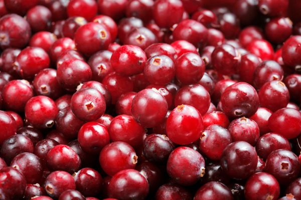 Cranberry from United States supplied by Rocky Produce Inc - Fresh (=Chilled) Fresh Cranberry