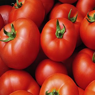 Tomato from Dominican Republic supplied by Cosmos 2000 Internacional S A - Round Fresh Tomato