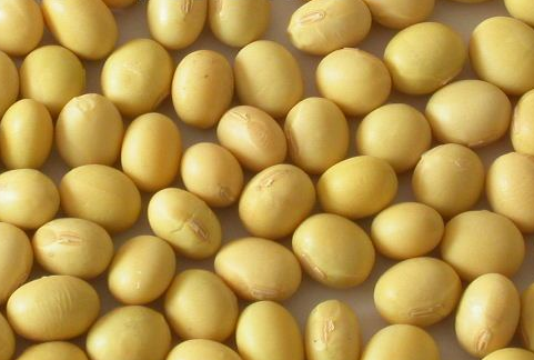 Soya Kyoto (K) from 러시아 supplied by LLC Terra de Lux - Raw (=Natural) 대두