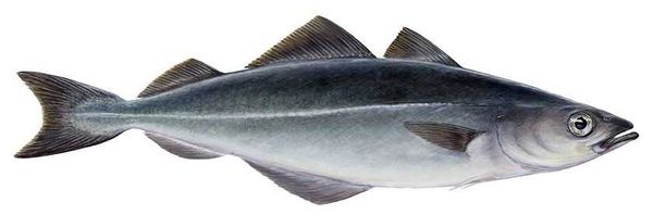Saithe from Norway supplied by JOHAN B. LARSEN FISK AS - Skin On Coalfish