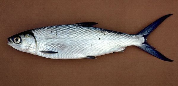 Milkfish from United States supplied by BASIC FOOD INTERNATIONAL INC - Baby Frozen Milkfish
