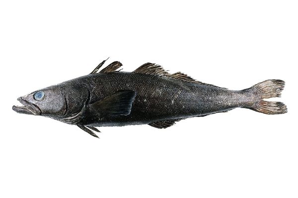 Toothfish from 인도 supplied by Mer des Mascareignes Ltd - Fresh (=Chilled=Raw) 냉동 칠레 농어