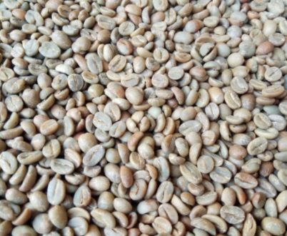Green Coffee Beans Robusta & Arabica From Indonesia from 인도네시아 supplied by Udah Aja Export - <13% 생원두