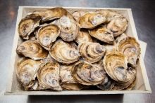 Oyster from France supplied by La Maison BeauSoleil Inc. - Carton Box (12kg) (=Cardboard Box) Fresh Oyster