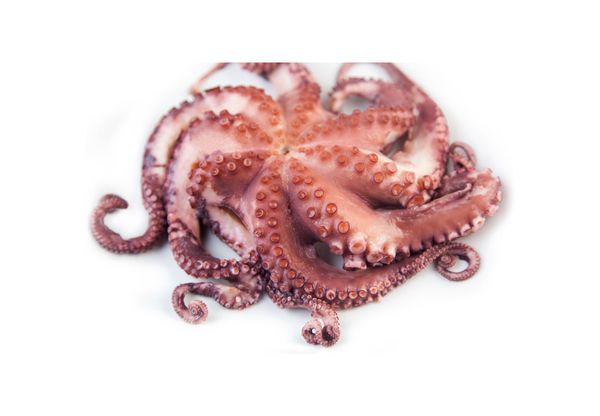 Octopus from 인도네시아 supplied by Zalo Fresh Inc. - Fresh (=Chilled=Raw) 냉동 문어