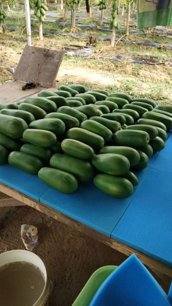 Papaya from 말레이시아 supplied by Chai Organic Fruits & Vege Farming - Sekaki (=Hong Kong Papaya) 신선 파파야