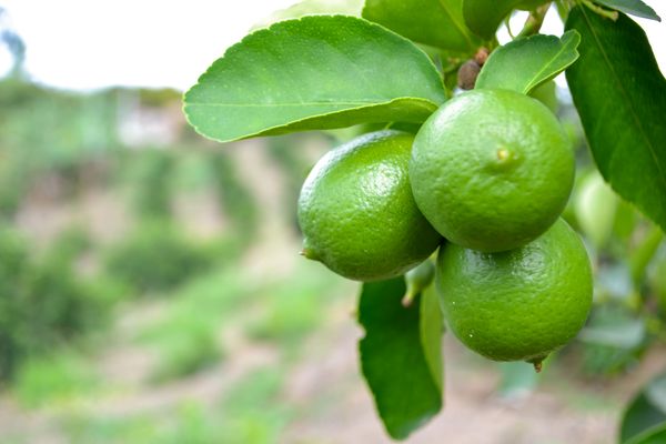 Limes from 콜롬비아 supplied by East Colombia Trading Company - Semi Ripe (=Pinton) 신선 라임