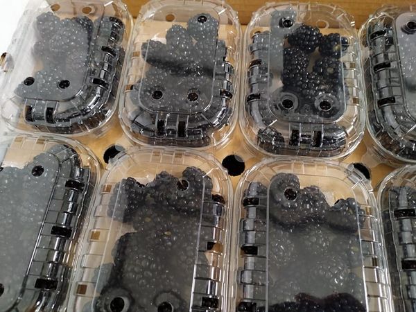 Fresh Blackberries from Portugal supplied by BagaCentro - Black Fresh Blackberry