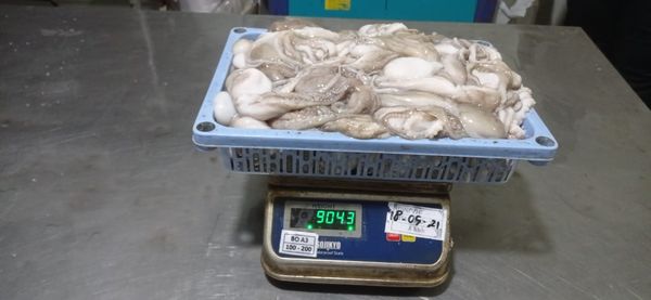 Baby Octopus from 인도네시아 supplied by PT. SATYA TRINADI KOMIRA PERKASA - Net Weight 4,5Kgs per Block, 2Blocks/Box 냉동 문어