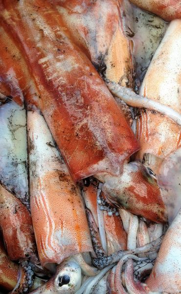 Squid from 영국 supplied by Kernowsashimi Limited - Fresh (=Chilled=Raw) 냉동 오징어