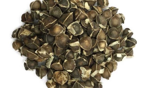 Moringa Seeds from Nigeria supplied by TROPICAL PLANTS (NIG) LIMITED - Seed Moringa