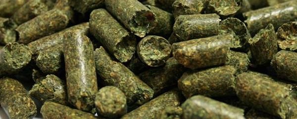 Alfalfa Pellet For Feed from Greece supplied by Dimitra S.A. - Green Alfalfa
