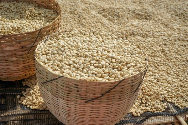 Coffee beans from 에티오피아 supplied by Tadesse Desta Business Group - Yellow 생원두