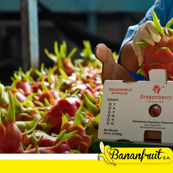 Pitahaya from 에콰도르 supplied by BANANFRUIT S.A - 표준 신선 용과
