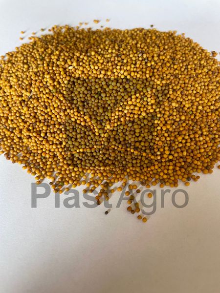 Oriental mustard seed (Brassica juncea) from 폴란드 supplied by Piast Agro Sp. z o.o. - Unspecified 겨자씨