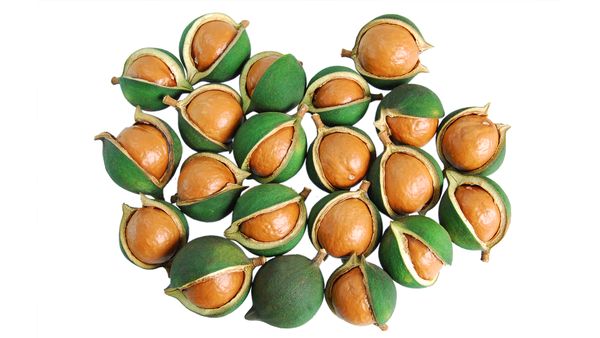 Macadamia, shelled from 멕시코 supplied by MACAMEX - Whole Kernel 마카다미아 알맹이