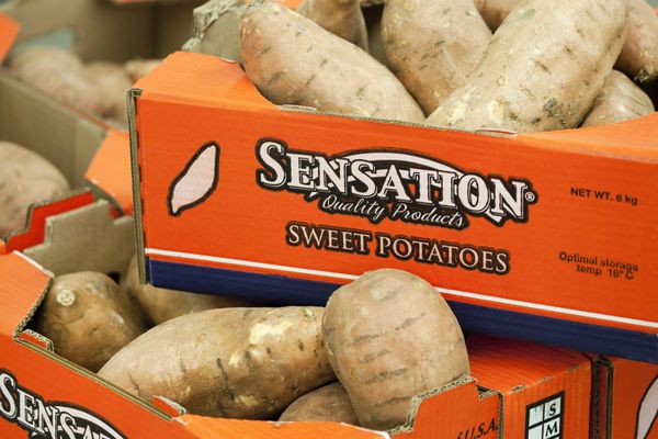 Potatoes from Netherlands supplied by Quality Produce International  B.V. - Brown Fresh Common Potato