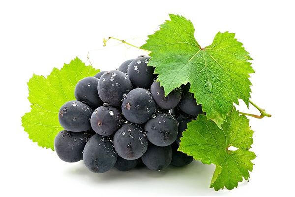Fresh Grapes from 대한민국 supplied by EVERFARM AGRICULTURAL CORP. - Campbell Early (=Campbell=Campbell's Early=Champbell Early=Early Campbell=Island Belle) 신선 포도