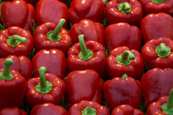 Bell Pepper from 우간다 supplied by Bringo Fresh - Green 신선 피망