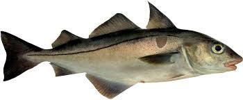Fresh Haddock from Norway supplied by JOHAN B. LARSEN FISK AS - Skin On Frozen Haddock