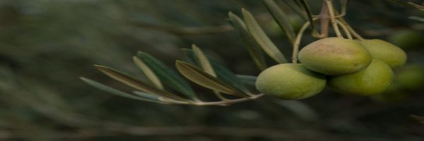 Olives from United States supplied by P-R Farms - Green Olive Olive