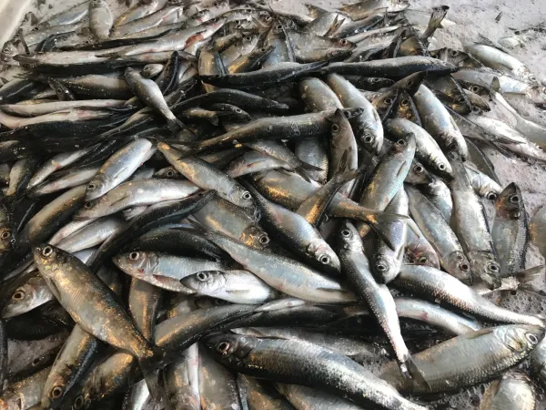 Herring from 노르웨이 supplied by Maloy Seafood AS - Frozen 청어
