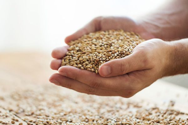 wheat from Poland supplied by Grupa Smoleń S.C. - Kernel Wheat