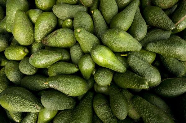 Fresh Avocado from 이스라엘 supplied by Kibbitz Ramat Hakovesh - Ardith 신선 아보카도