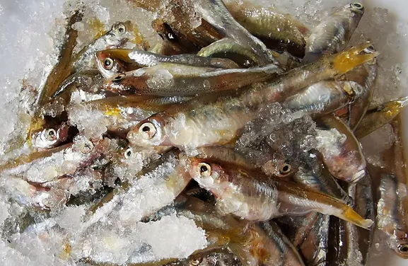 Fresh Frozen Silverfish from 우간다 supplied by Arrow Aquaculture (AAA) - Fresh (=Chilled=Raw) 기타 냉동 생선 통마리