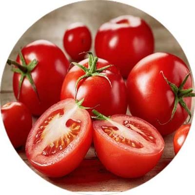 Fresh Tomatoes from 이란 supplied by Tadbir Tejarat Baghi Co. - Red 신선 토마토