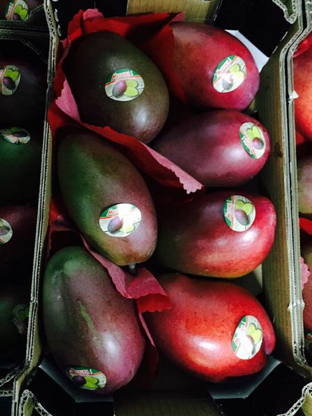 fresh mango from Spain supplied by Mesbonsa S.l - Red Fresh Mango