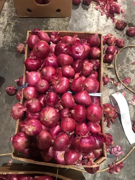 Onion Pakistani from Pakistan supplied by Rasaz Traders - 50-70 mm Fresh Onion