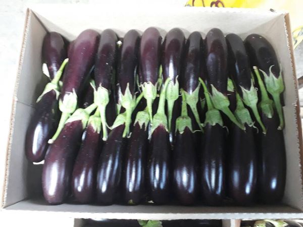 Eggplant from Kenya supplied by Mmi Ventures Ltd - Purple (=Violet) Eggplant