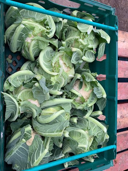 Cauliflower from United Kingdom supplied by Veg UK Ltd - Mature Cauliflower Fresh Cauliflower
