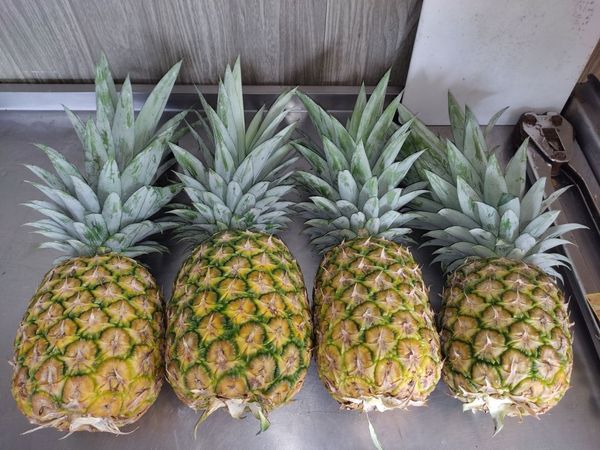 Pineapple from Ecuador supplied by Ginafruit SA - Washed & Packed in Cartons Fresh Pineapple