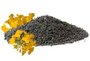 Rapeseed from 카자흐스탄 supplied by Grain Pool - Black Rapeseed 카놀라 씨 및 유채 씨