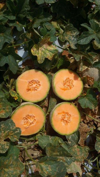 Fresh Melon from Brazil supplied by Mata Fresca Ltda. - Melao Mossoro - Valencia Melon (=Green Valencia=Valencia Winter Melon) Fresh Melon (Muskmelon)