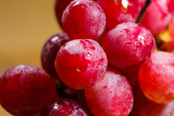 Grape from Chile supplied by AGR.PINOCHET FUENZALIDA LTDA. - IQF (=Individual Quick Freezing) Frozen Grape