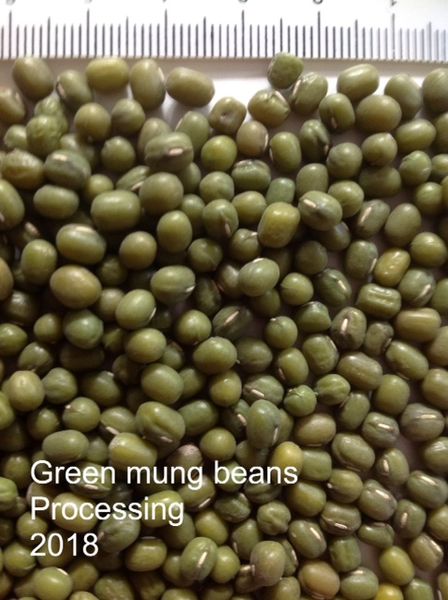 Green mung beans from 호주 supplied by Exports of Australia Pty Ltd - PP Bags (25kg) 말린 녹두