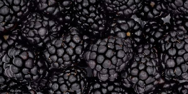 Blackberries from 스페인 supplied by IDEAL FRUITS, S.L. - Whole 신선 블랙베리