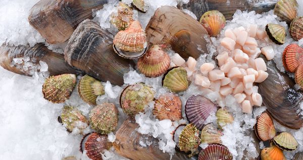 Scallop from Philippines supplied by Seachamp International Export Corp. - Shell Frozen Scallop