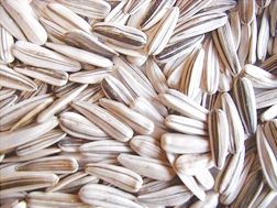Sunflower Seed from 튀르키예 supplied by Akcali Seeds - Unhulled 해바라기 씨