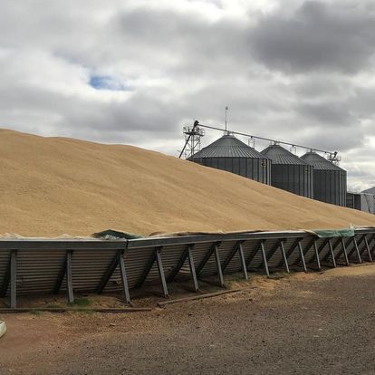 Malt Barley from Australia supplied by Riordan Grain - Powder Barley Malt